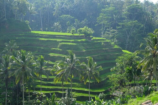 Ubud Highlights Tour ( Private All-Inclusive ) - Tirta Empul Spring Holy Temple: Included and Meaningful