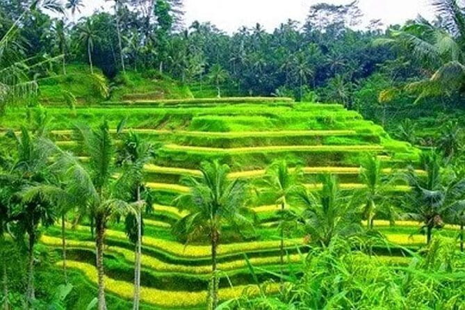 Ubud: Holy Water Temple, Volcano View, Rice Terrace, MonkeyForest - Why This Ubud + Kintamani Day Route Works