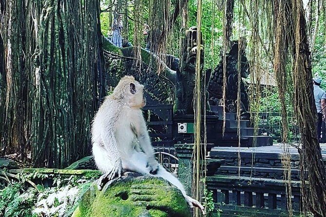 Ubud iconic waterfall and temple tours - A classic Ubud day built around four icons