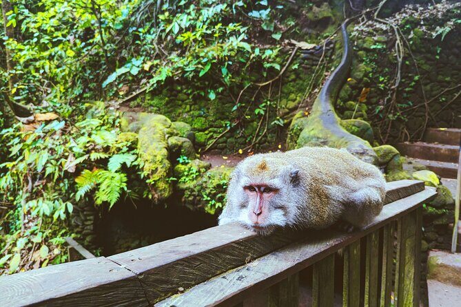 Ubud Jungle Adventure: Tirta Empul & Bali Swing - Pickup, air-conditioned comfort, and how the day actually feels