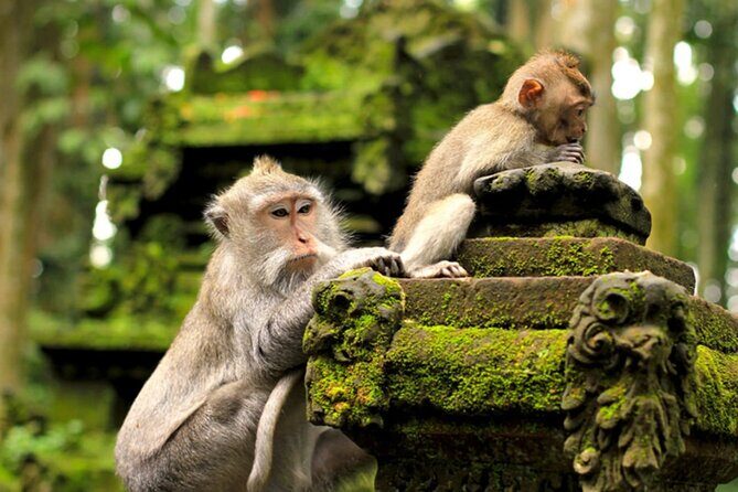 Ubud Jungle Adventure: Tirta Empul & Bali Swing - Tegalalang rice terraces: iconic layers in a short, well-timed window