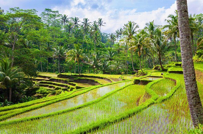Ubud Jungle Adventure: Tirta Empul & Bali Swing - The guide factor: why Bagus-style service matters