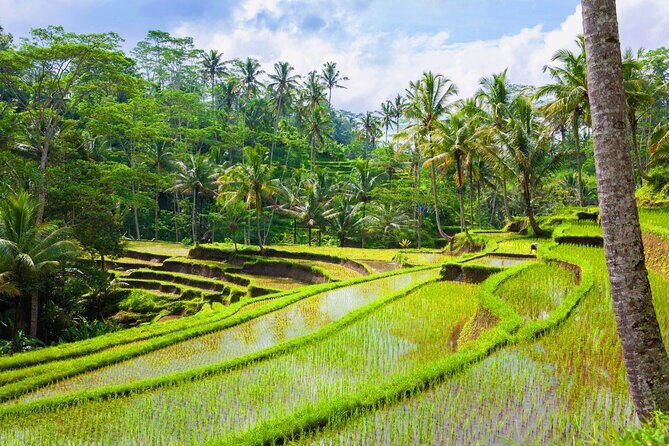 Ubud Jungle Adventure: Tirta Empul & Bali Swing - Sacred Monkey Forest Sanctuary: fun, fast, and keep-your-stuff-close rules