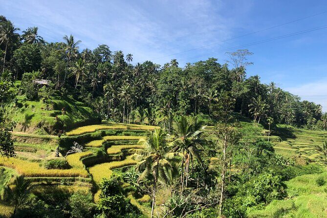 Ubud : Monkey Forest, Rice Terrace, Waterfall, Swing - The price: $26 that works if you like packed days