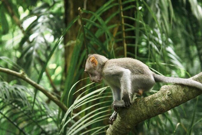 Ubud Monkey Forest, Scenic Rice Terrace with Swing and Waterfall - Sacred Monkey Forest Sanctuary: temples in the jungle, with long-tailed macaques everywhere