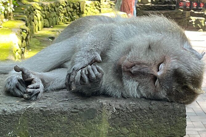 Ubud Private Nature and Temple Tour - Why This Ubud Private Nature and Temple Route Works