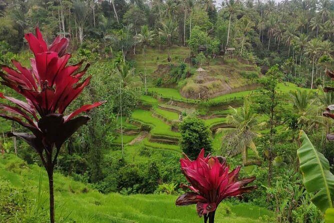 UBUD Spring Temple, Waterfall, Rice Terraces Private Tour - Stop 2: Tegalalang Rice Terraces (45 Minutes)
