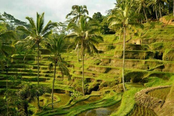 UBUD Spring Temple, Waterfall, Rice Terraces Private Tour - Timing That Lets You Enjoy It: Start Before Noon, Expect Weather Flexibility
