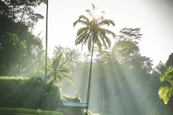 Ubud Temples, Waterfalls, Rice Terraces & Balinese Culture - Transport and timing: why the air-conditioned van matters in Ubud