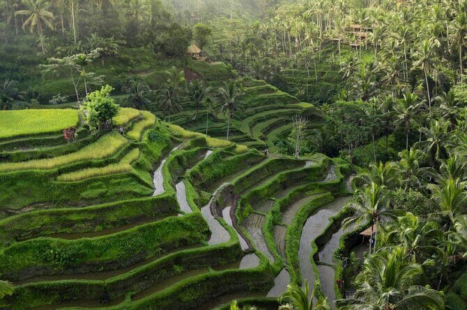 Ubud Tour-All Inclusive with Jungle Swing And Lunch - Why this one-day Ubud route is actually practical