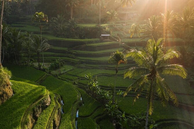 Ubud Tour Water Temple with Jungle Swing - Tirta Empul Temple: seeing purification springs in Tampaksiring