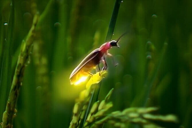 VIllage Firefly Night Tour - Ubud Bali - Group size, pickup, and timing: how to plan your day