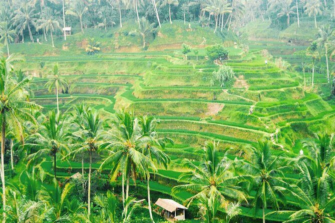 Volcano Jeep Adventure and Ubud Tour - d’Alas Swing: jungle and rice-field views, with fun payoff
